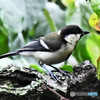野山の鳥 四十雀さん 