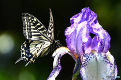 アゲハ蝶と花 23-190  