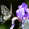アゲハ蝶と花 23-190  