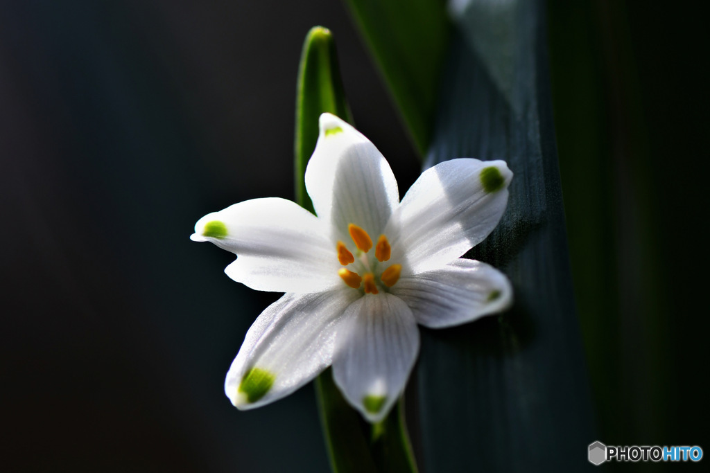 下から見たスノーフレイクの花