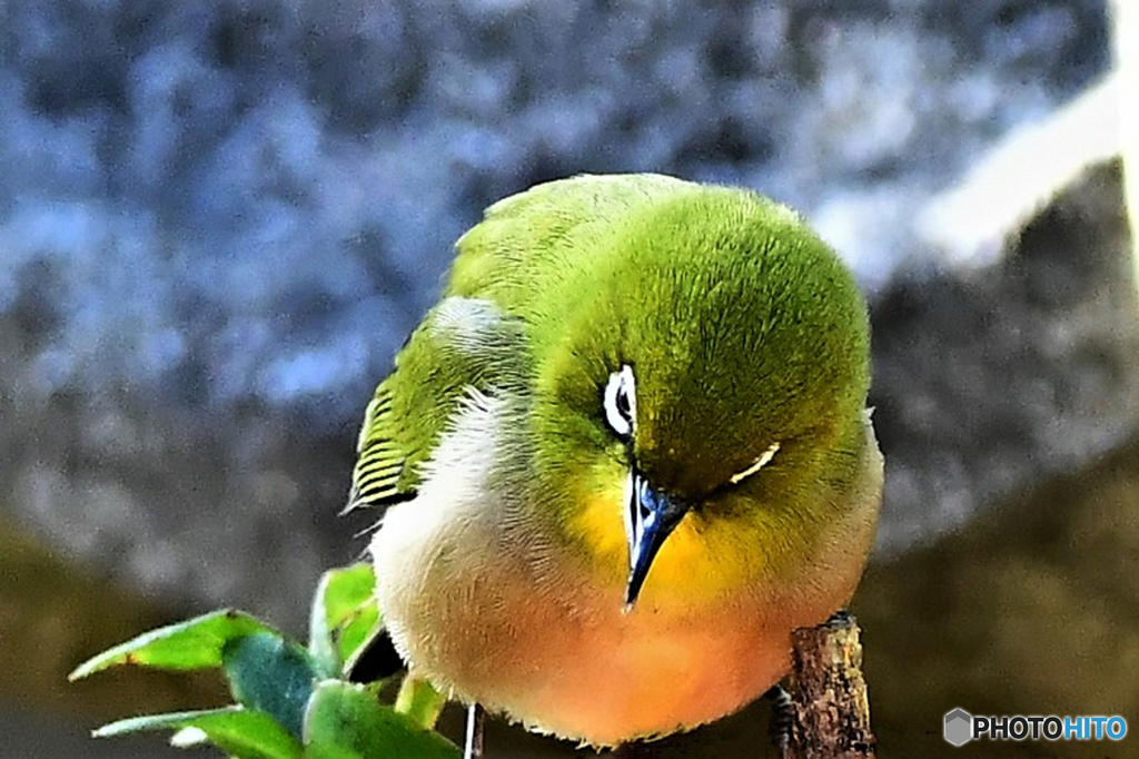 野山の鳥 22-003 メジ君