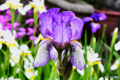 5月 庭に咲いた花  