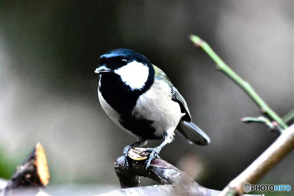 野山の鳥  523