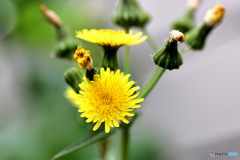 道端に咲いていた黄色の花 