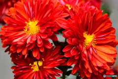 庭に咲いた菊の花  