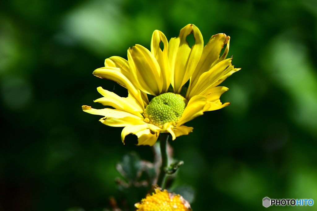 ムシ食いだらけの花  21-629