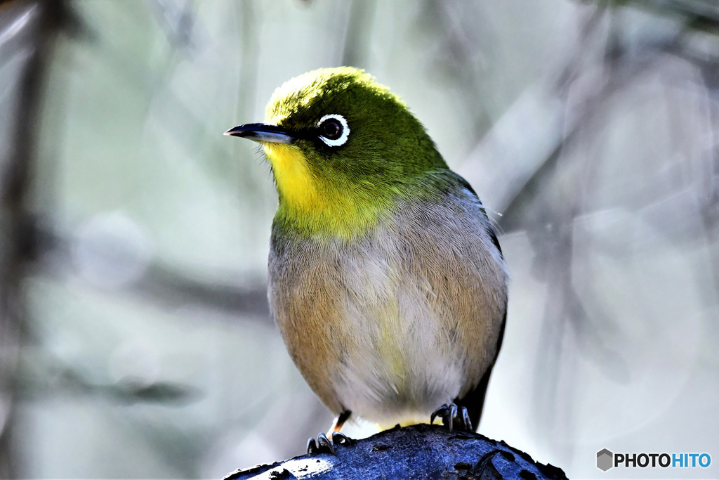 野山の鳥 22-136 メジ君