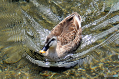 水辺の鳥  カモさん