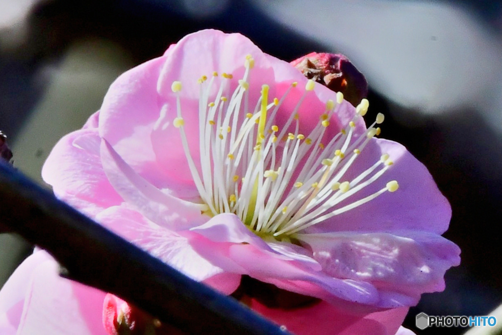 枝垂れ淡い紅梅  