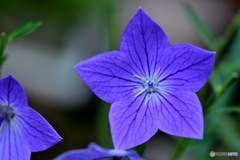 庭に咲いた桔梗の花