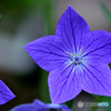 庭に咲いた桔梗の花