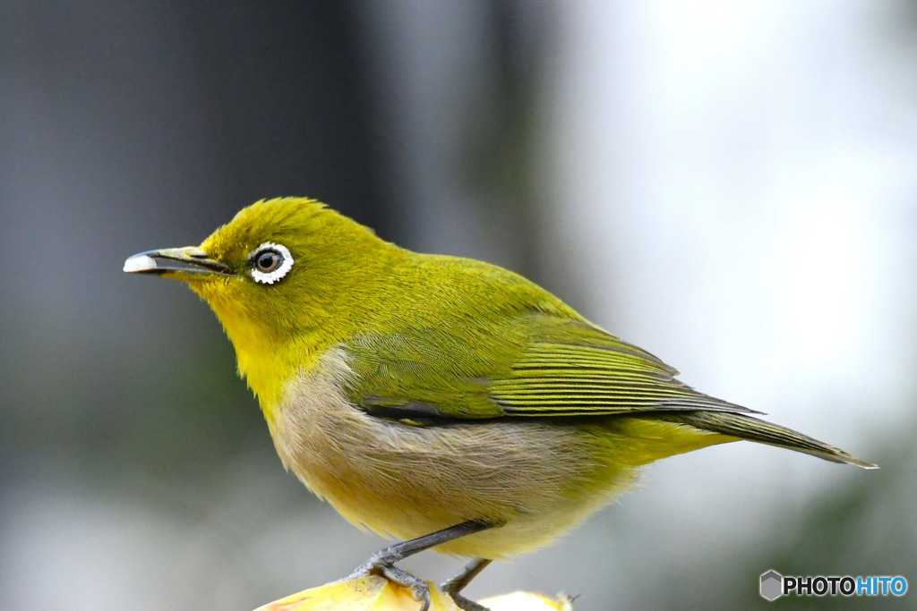 野山の鳥  メジ君 