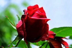 暑いけど庭に咲いた薔薇の花  661