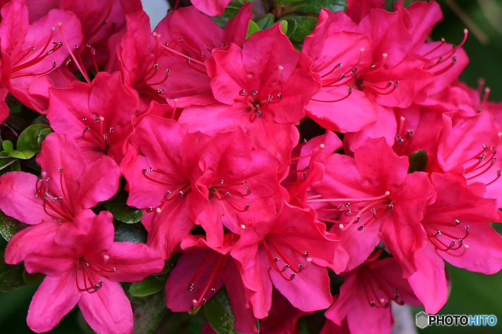 庭に咲いた春の花