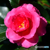 庭に咲いた花 22-451 山茶花