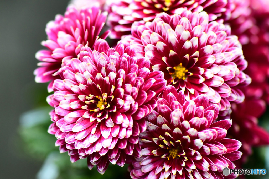 庭に咲いた菊の花 22-504