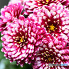 庭に咲いた菊の花 22-504