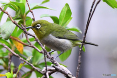 野山の鳥  21-188  メジ君