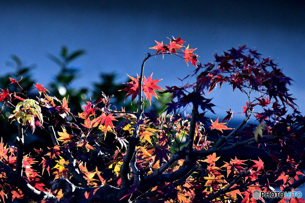 陽に照らされる紅葉