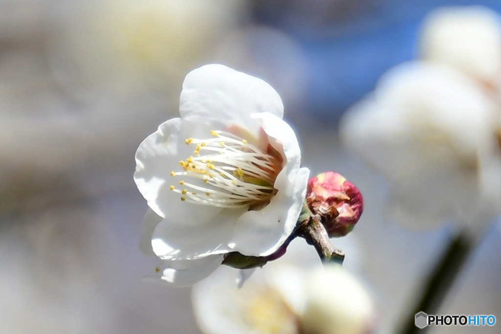 庭に咲く白梅の花   