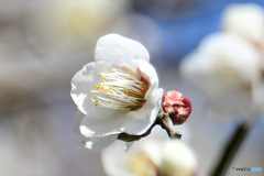 庭に咲く白梅の花   