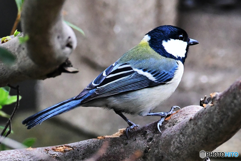 野山の鳥  21-389  四十雀さん