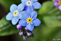 庭に咲いた勿忘草の小さな花 23-112  