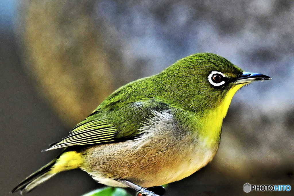 野山の鳥 22-041  メジ君