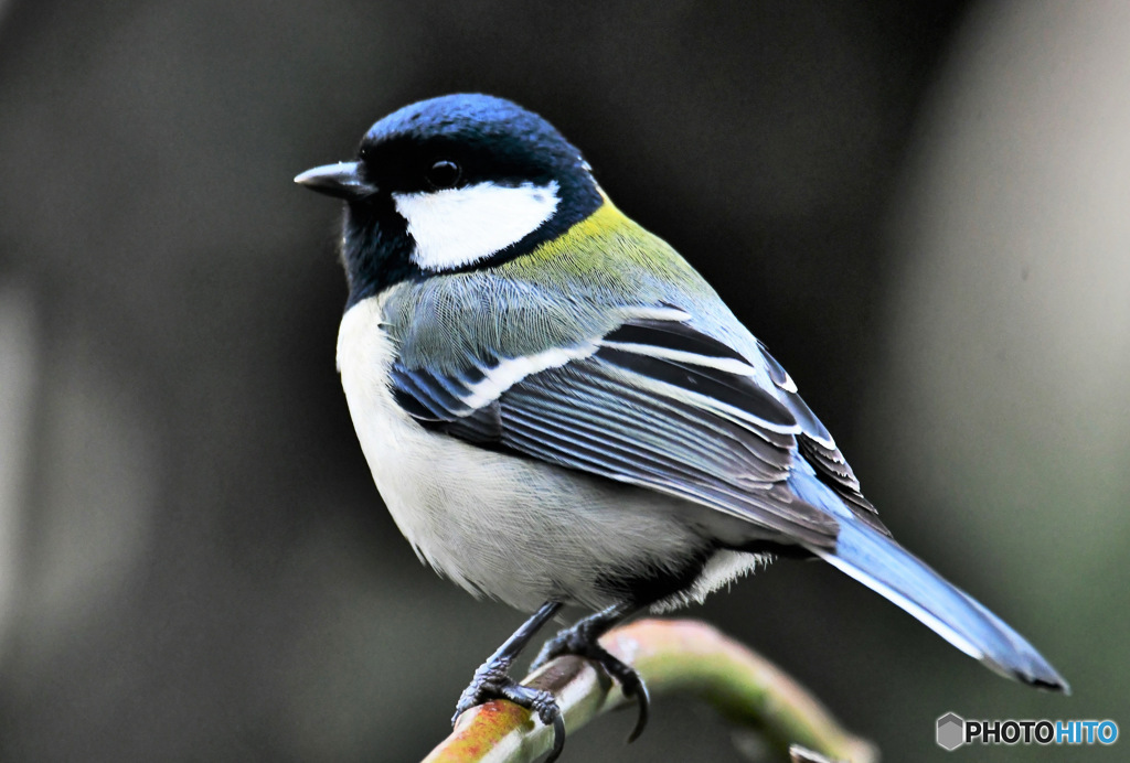 野山の鳥  四十雀さん