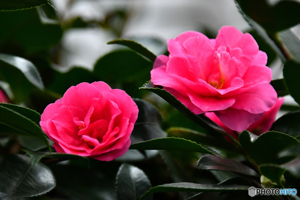 晩秋  庭に咲いたサザンカの花