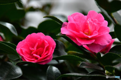 晩秋  庭に咲いたサザンカの花
