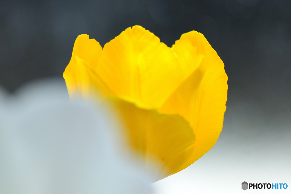 庭に咲いたチューリップの花 22-196  