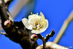 青空と白梅の花 22-006