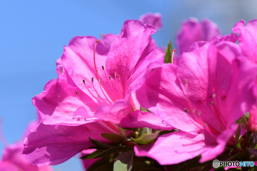 庭に咲いたつつじの花と青い空