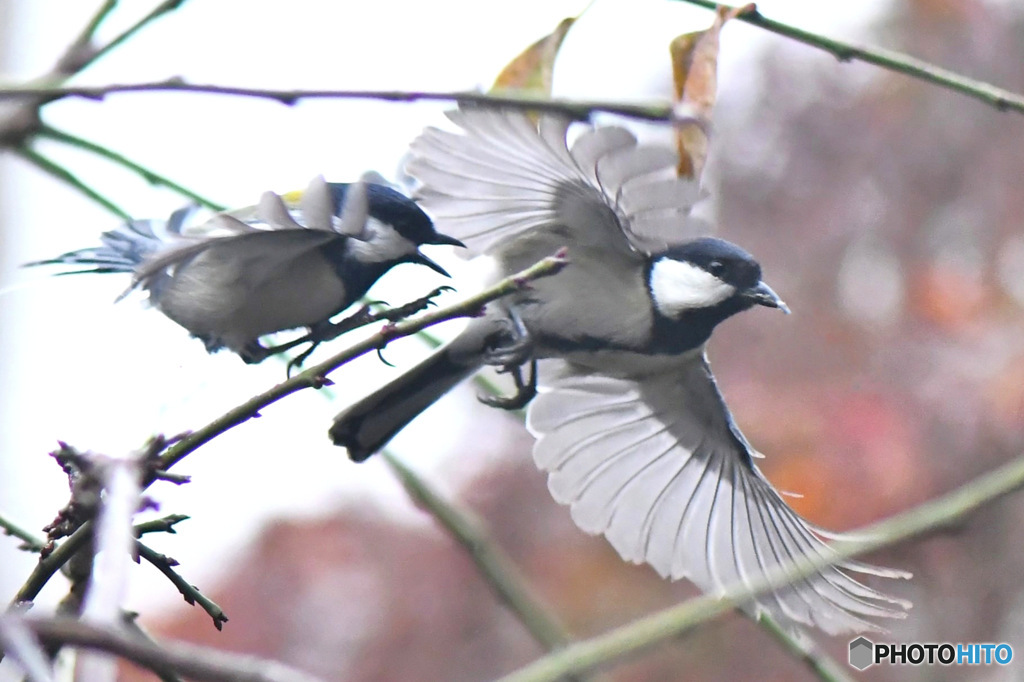 野山の鳥 四十雀 (威 嚇)