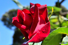夏の青空と赤いバラの花