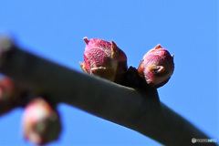 未だ蕾状態 淡紅梅の花 今年は遅い 22-022