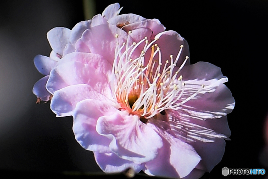 淡紅梅の花  22-035