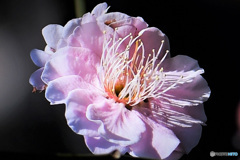 淡紅梅の花  22-035