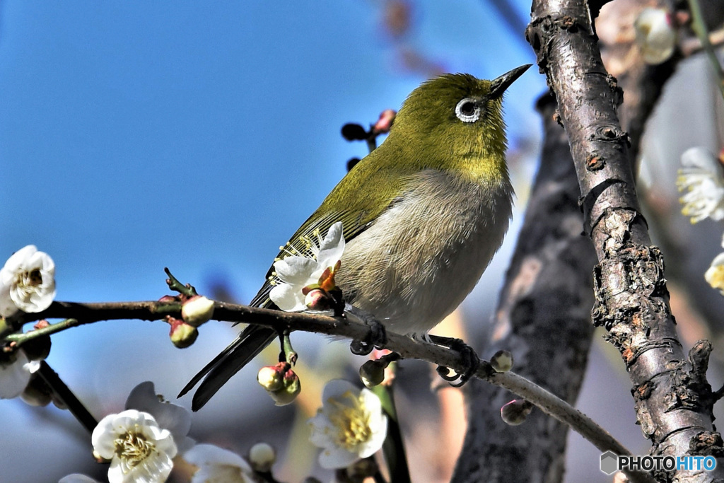 野山の鳥  21-328  メジ君 