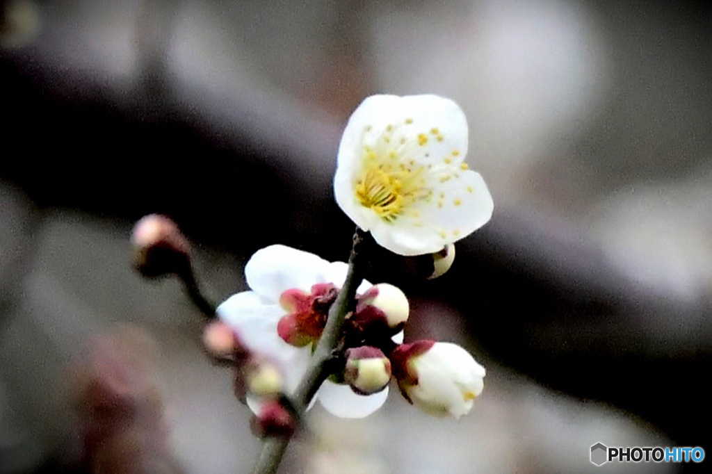  庭に咲いた白梅の花   