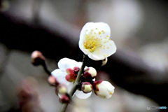  庭に咲いた白梅の花   