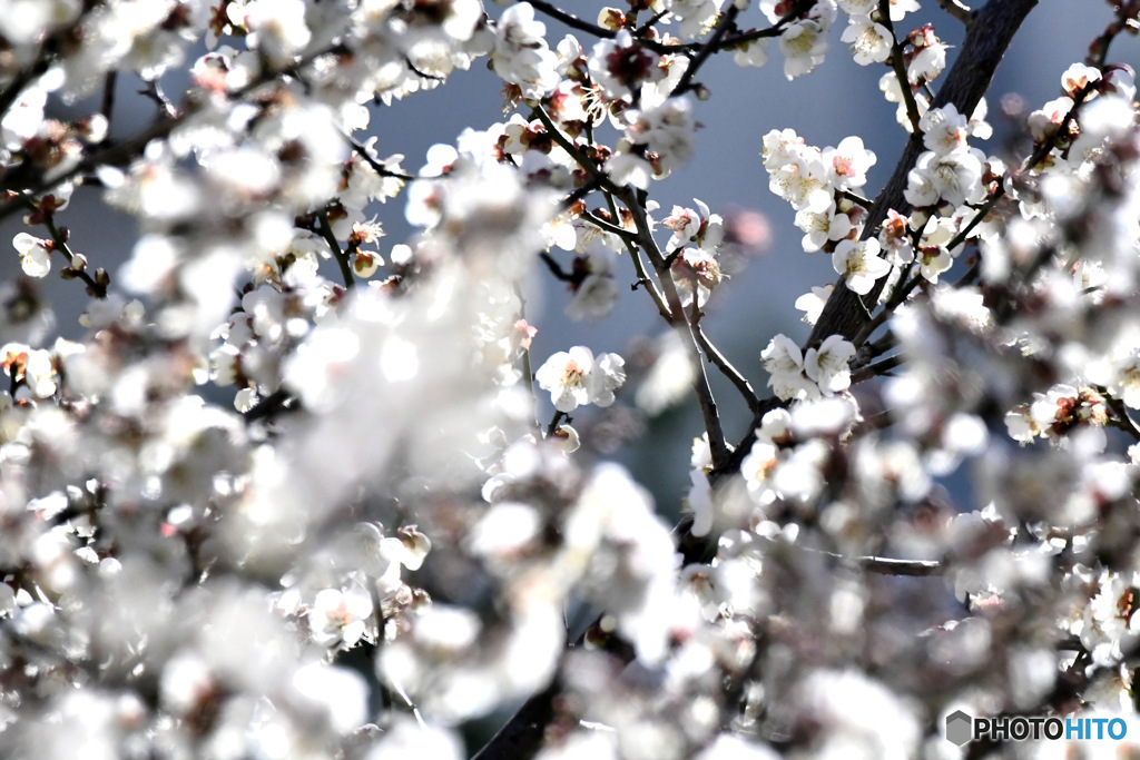 2026年の白梅が満開です  