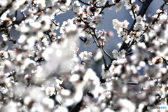 2026年の白梅が満開です  