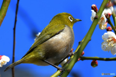 野山の鳥  21-327  メジ君