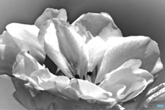 白黒調に  21-572