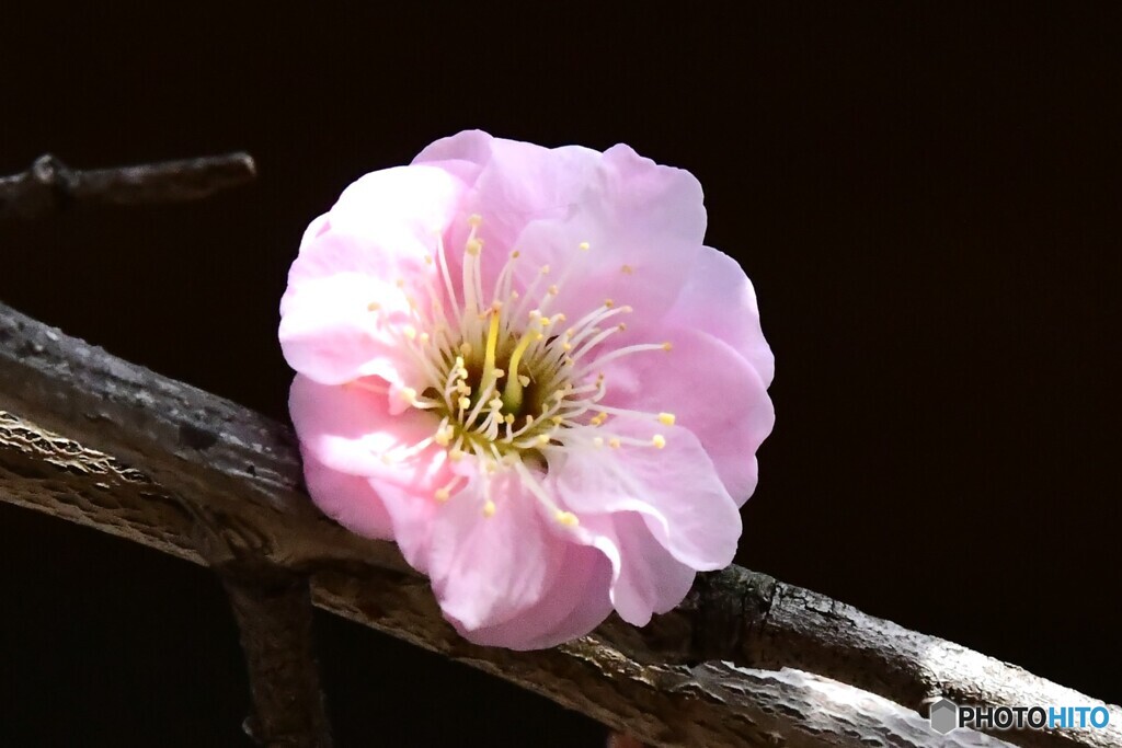 ２月に咲いた薄紅色の梅の花 