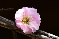 ２月に咲いた薄紅色の梅の花 