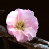 ２月に咲いた薄紅色の梅の花 
