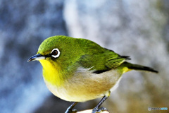野山の鳥 22-085 メジ君